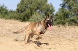 MALINOIS 130